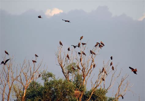 Das Dongying-Naturreservat – Eine Oase der Ruhe für Naturliebhaber und Vogelfreunde!